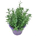 Afbeelding van Ej Lavendel P19 Angustifolia Ardeche Blue. geen kleur